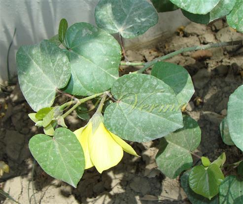 Inflorescence-Solitary axillary flower